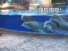 第一次看到这么小的海豚宝宝