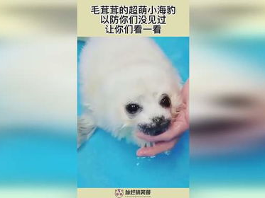 以防你没见过海豹炸毛